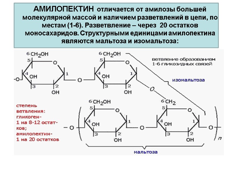 АМИЛОПЕКТИН отличается от амилозы большей молекулярной массой и наличием разветвлений в цепи, по местам
